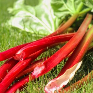 rhubarb, fruit, spring, nature, leaves, green, summer, garden, red, fresh, yummy, vitamins, nourishment, food, meal, rhubarb, rhubarb, rhubarb, rhubarb, rhubarb