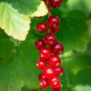 currant, red, red currants, ribisel, red currant, nature, berry fruit, berry, red berries, garden, in the garden, kitchen garden, fruit, meal, close up, healthy, summer