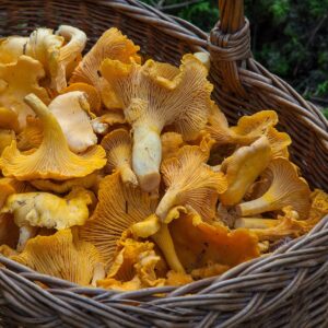 fungus, mushroom, sponge, basket, chanterelle mushrooms, mushroom picking, yellow mushrooms, edible, edible mushrooms, mushroom, mushroom, mushroom, mushroom, mushroom