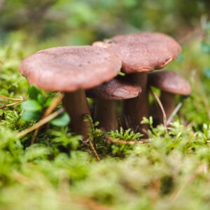 Cluster of mushrooms growing amidst lush greenery in Peraküla forest.