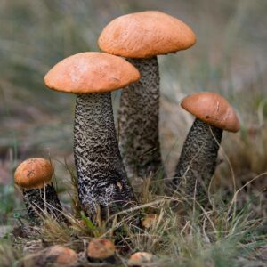 Detailed view of orange-capped Leccinum versipelle mushrooms growing in the wild.